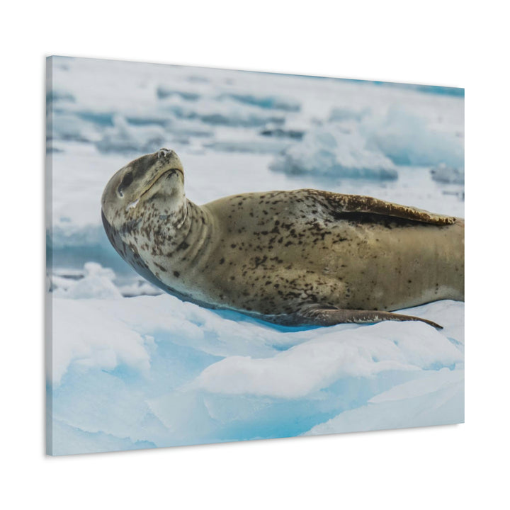 Leopard Seal Relaxing - Canvas