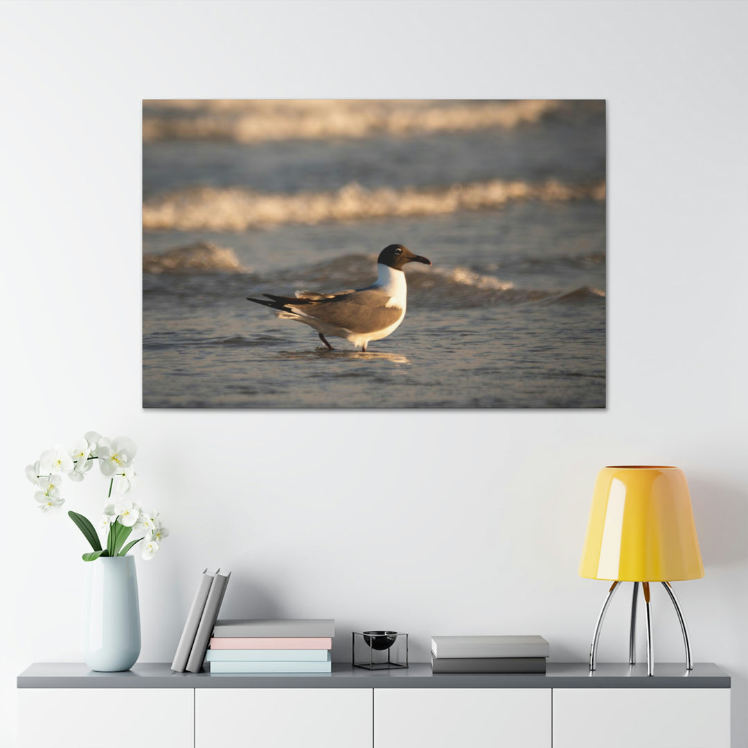 Laughing Gull in the Surf - Canvas