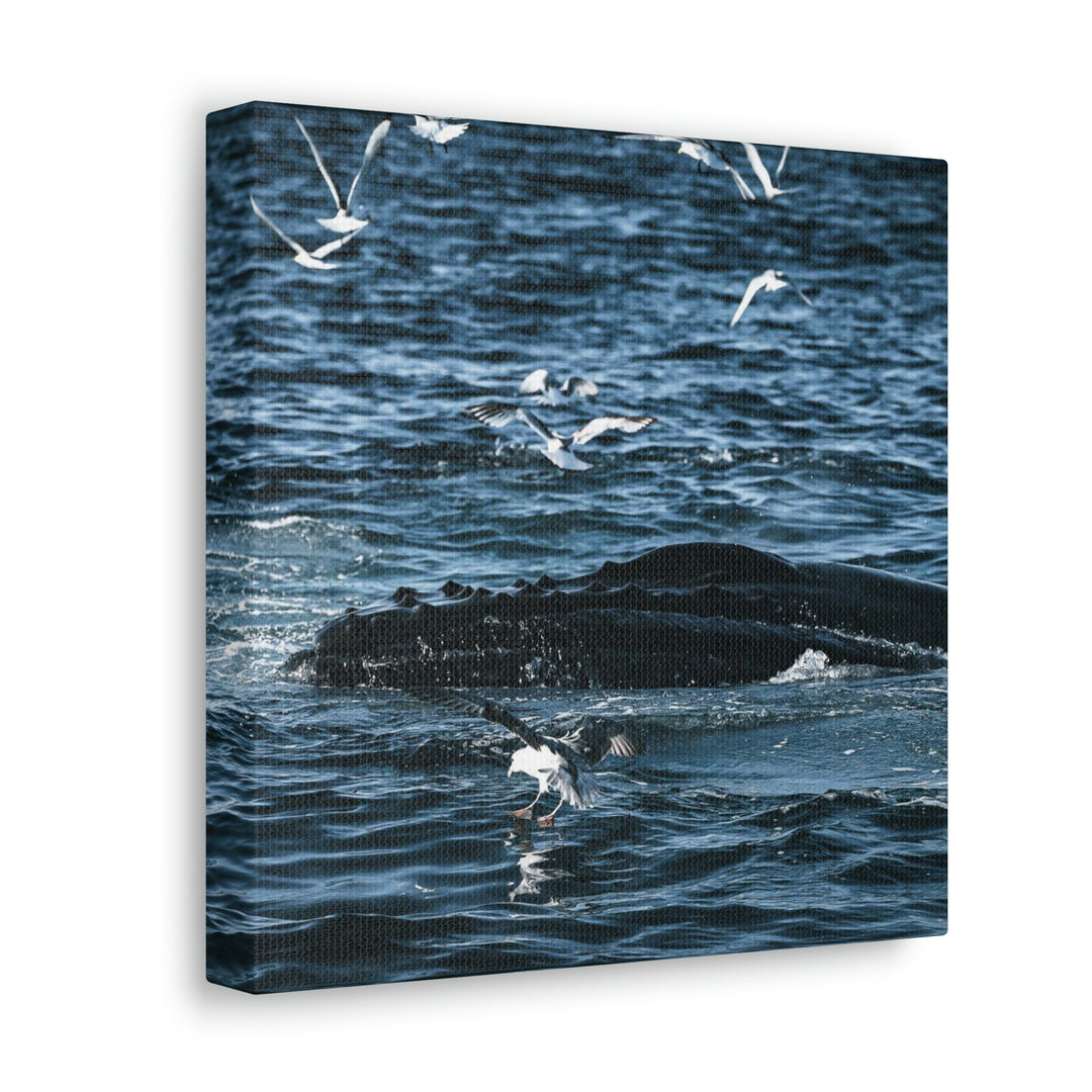 Humpback Hello - Canvas