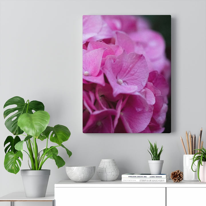 Pink Hydrangea Detail - Canvas