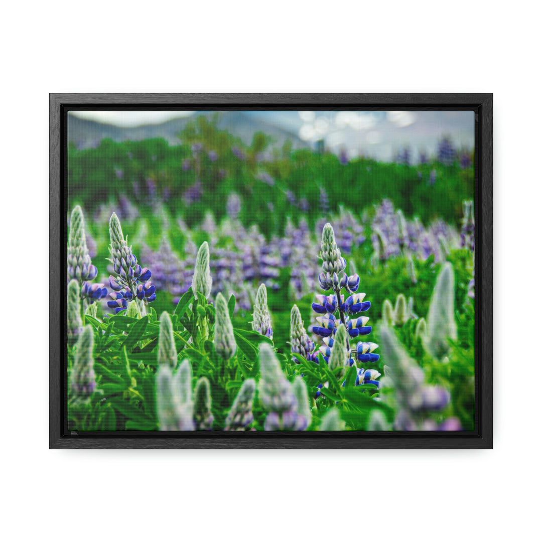 Glowing Lupin with Mountains - Canvas with Frame