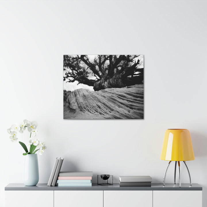 Desert Reach in Black and White - Canvas