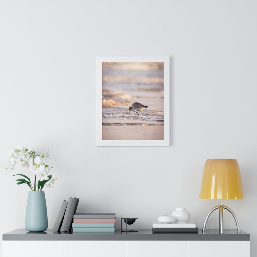 Willet Itch - Framed Print