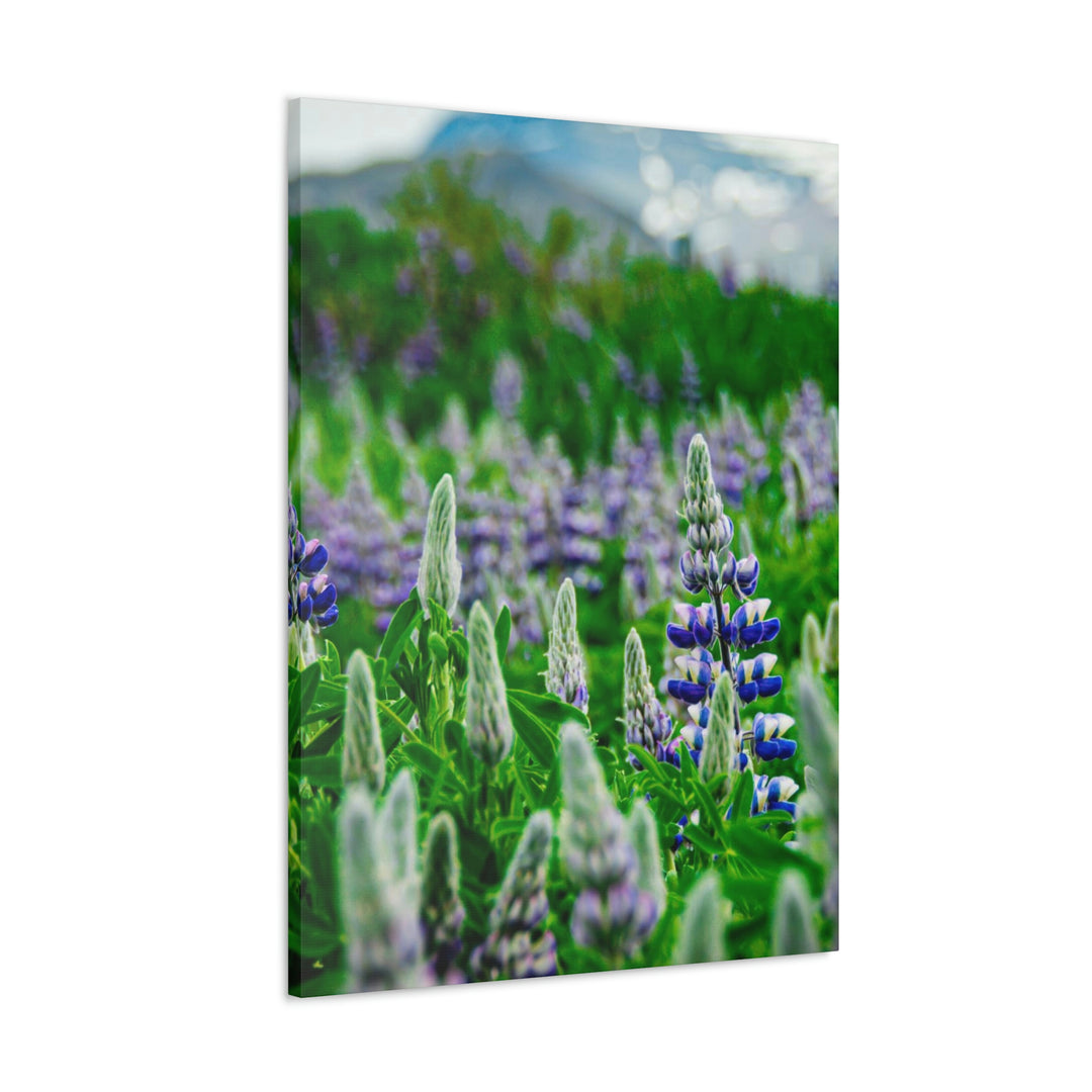 Glowing Lupin with Mountains - Canvas