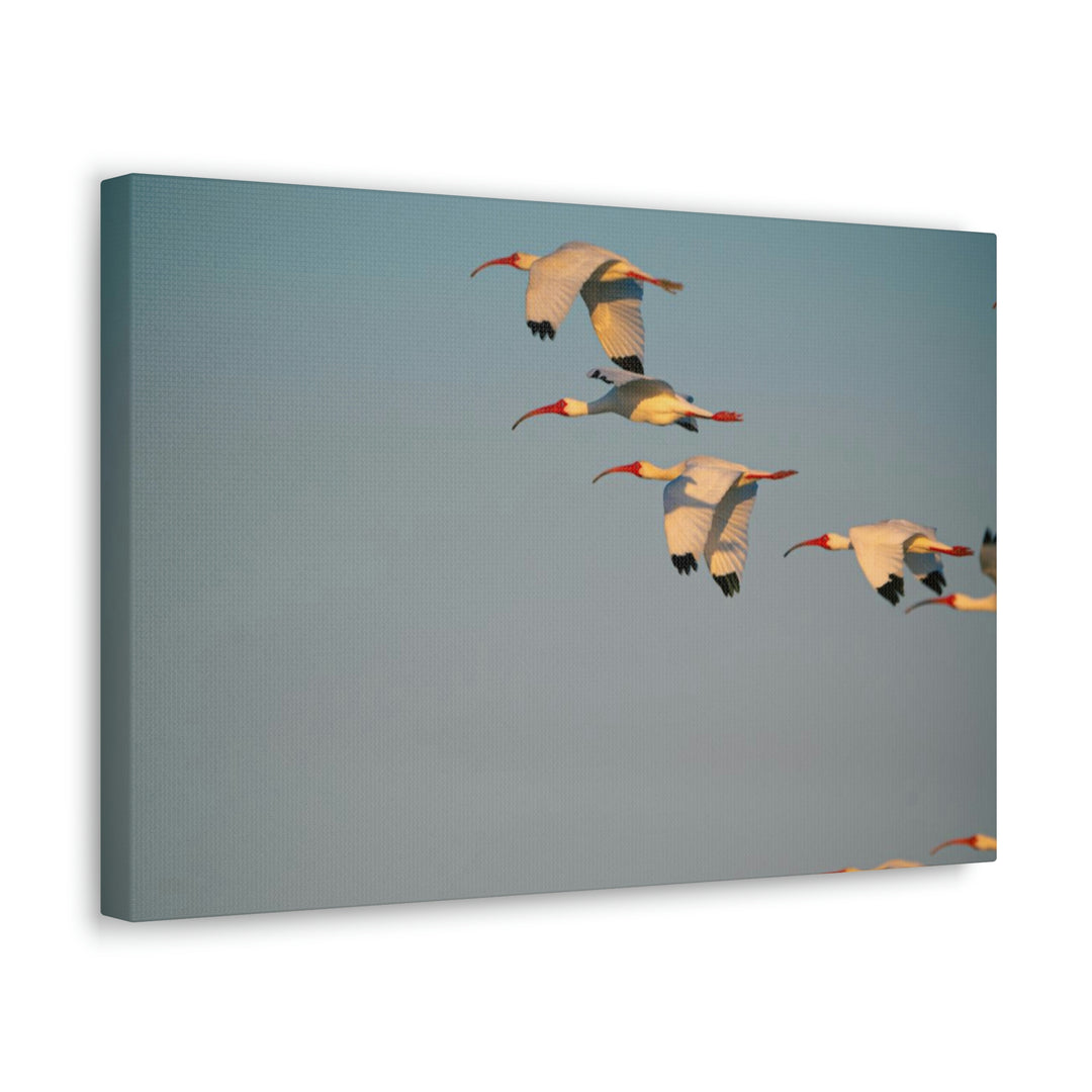 White Ibis in Flight - Canvas