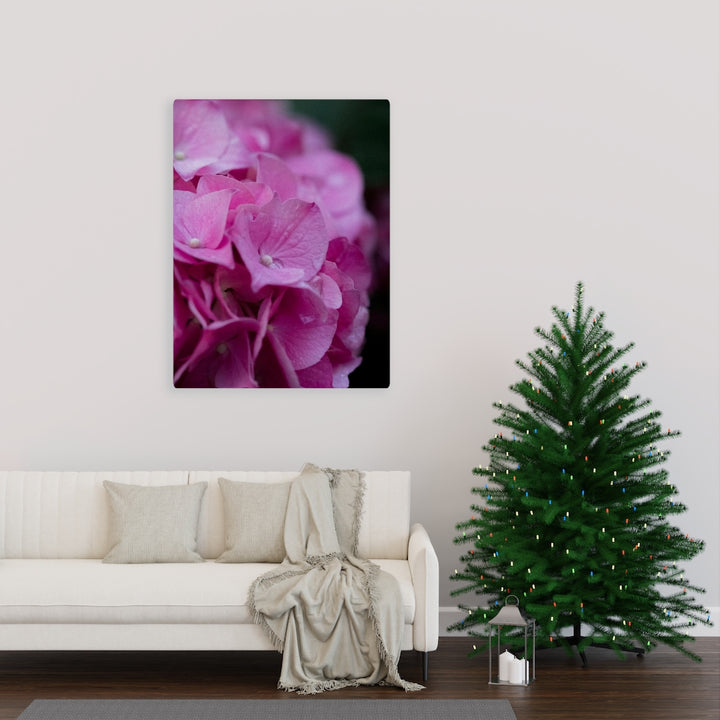 Pink Hydrangea Detail - Canvas