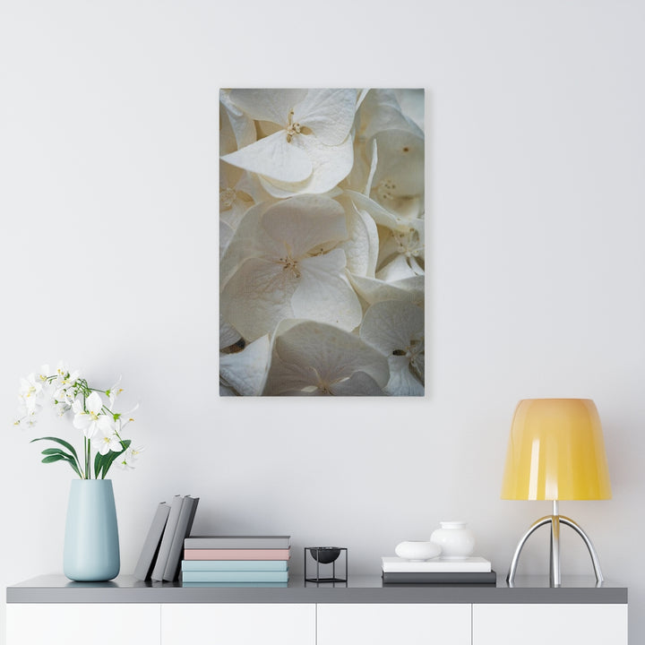 White Hydrangea Detail - Canvas