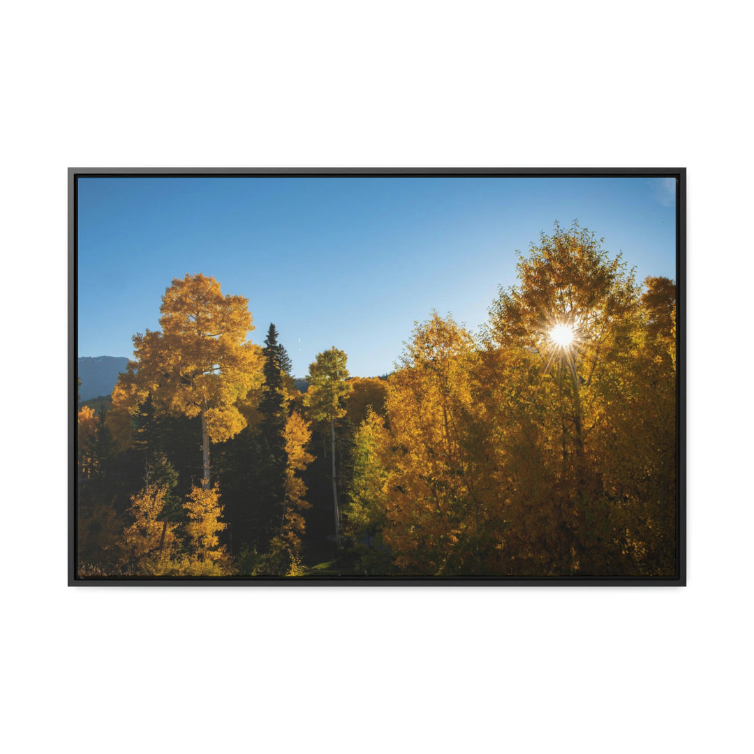 Sun Through the Aspens - Canvas with Frame