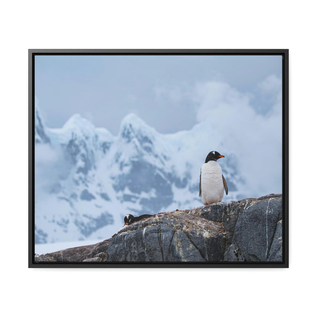 Poised Penguin - Canvas with Frame