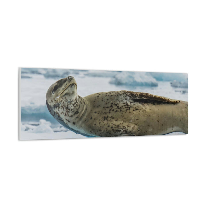 Leopard Seal Relaxing - Canvas