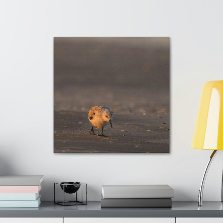 Feeding Sanderling - Canvas