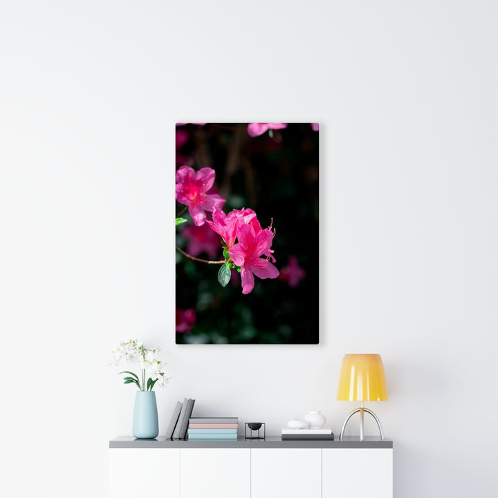 Standout Azalea - Canvas