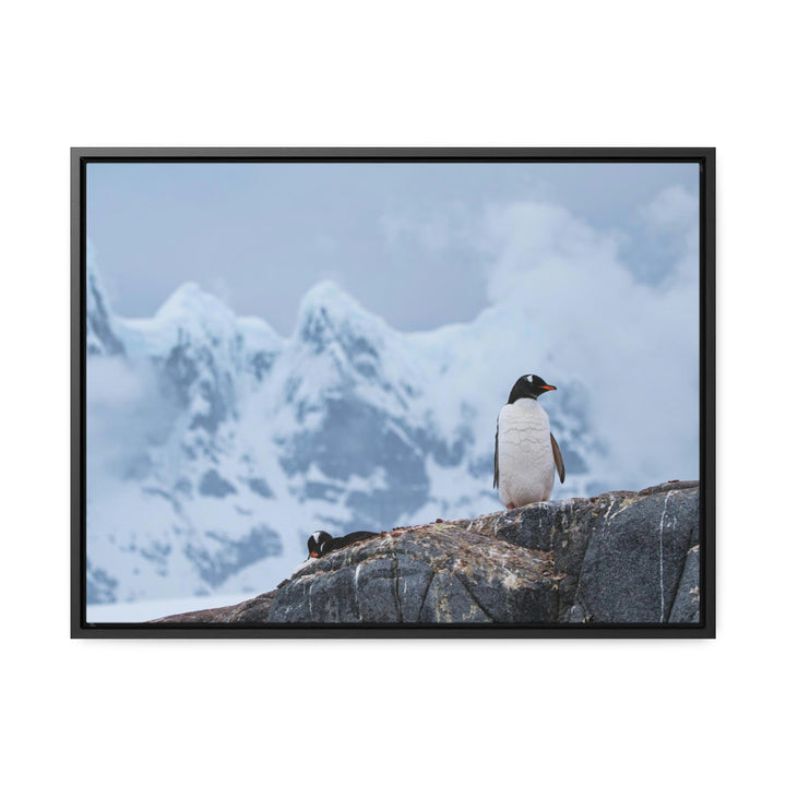 Poised Penguin - Canvas with Frame