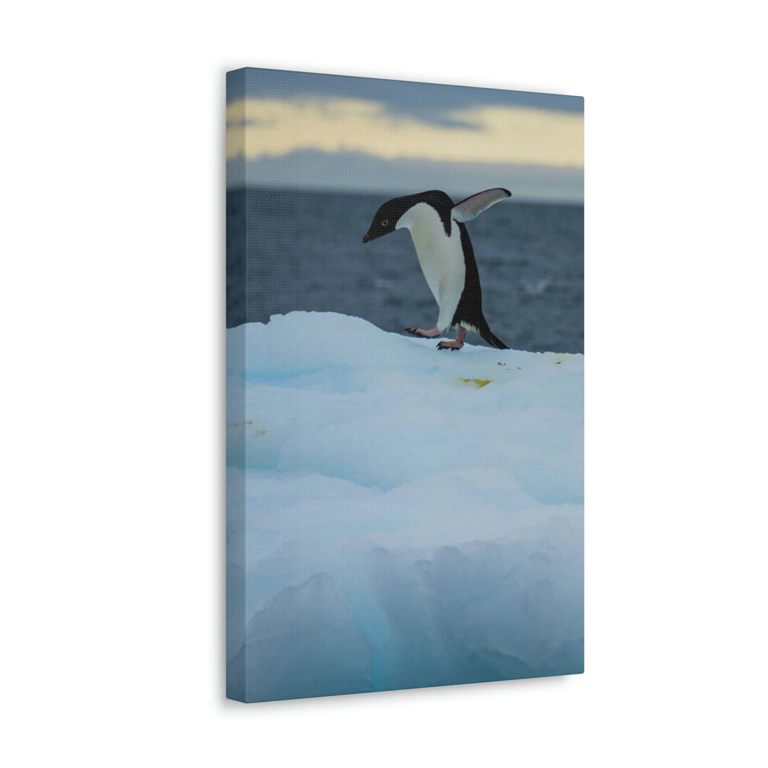 Penguin Dance - Canvas