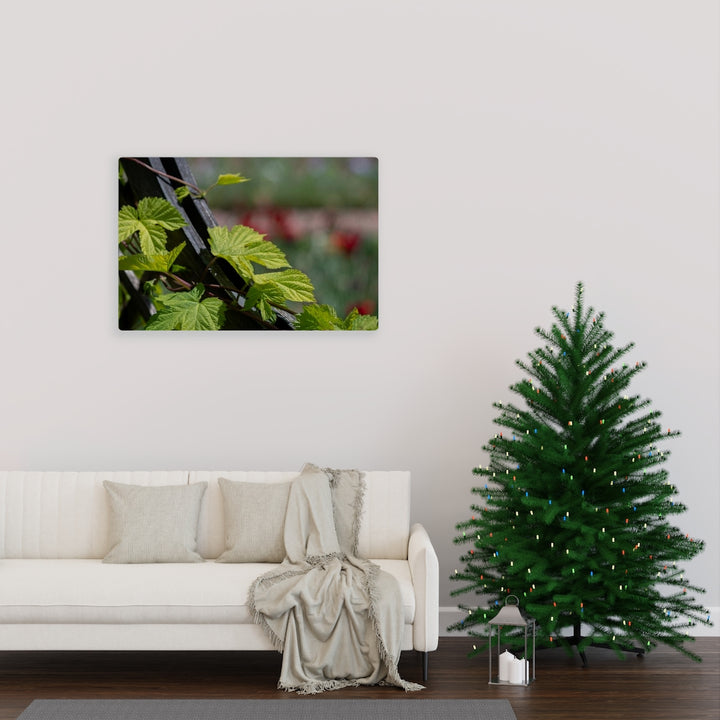 Ivy-Covered Fence - Canvas