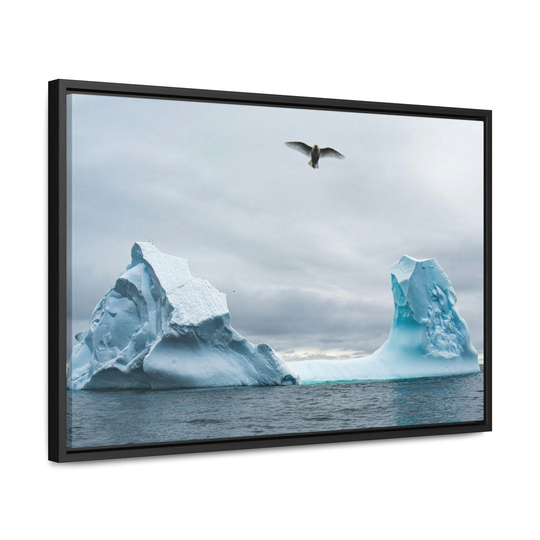 Antarctic Flight - Canvas with Frame