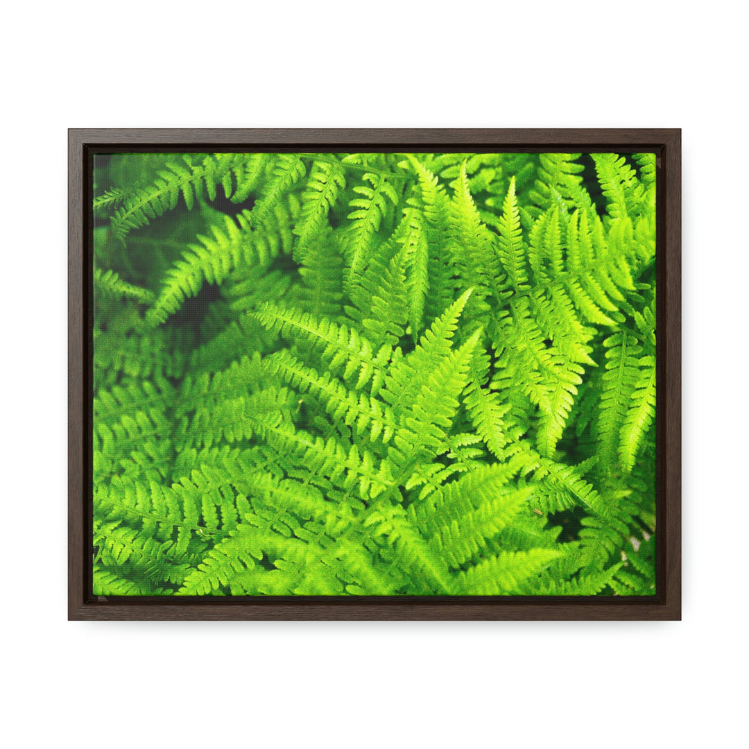 Ferns, Ferns, Ferns - Canvas with Frame