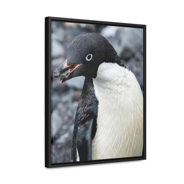 A Penguin's Pebble - Canvas with Frame