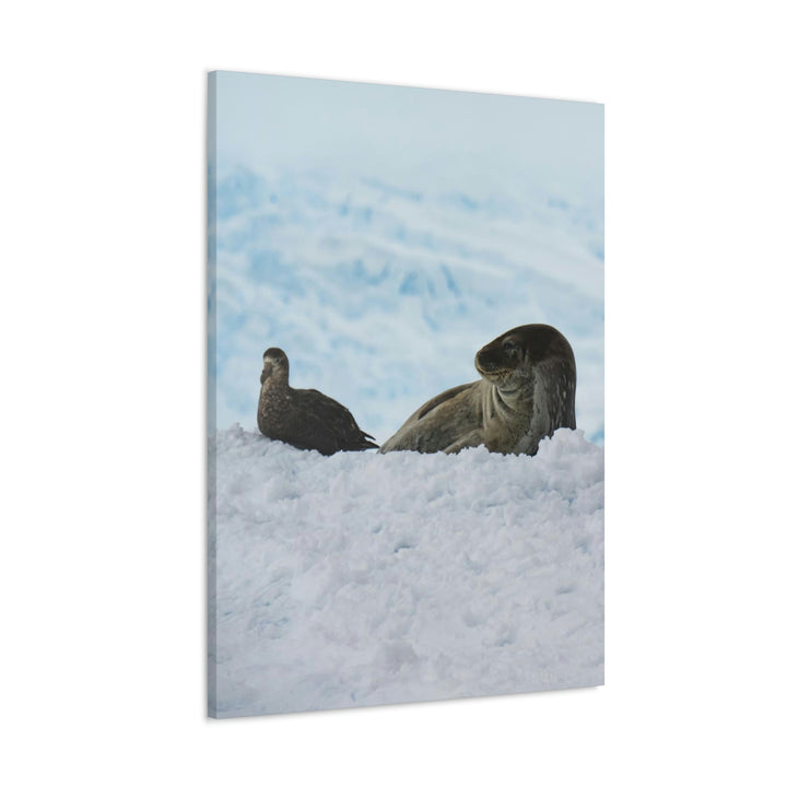 A Resting Pair - Canvas