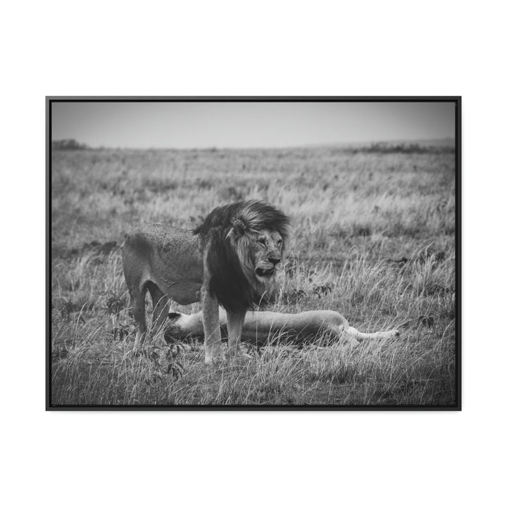 Mating Lions in Black and White - Canvas with Frame