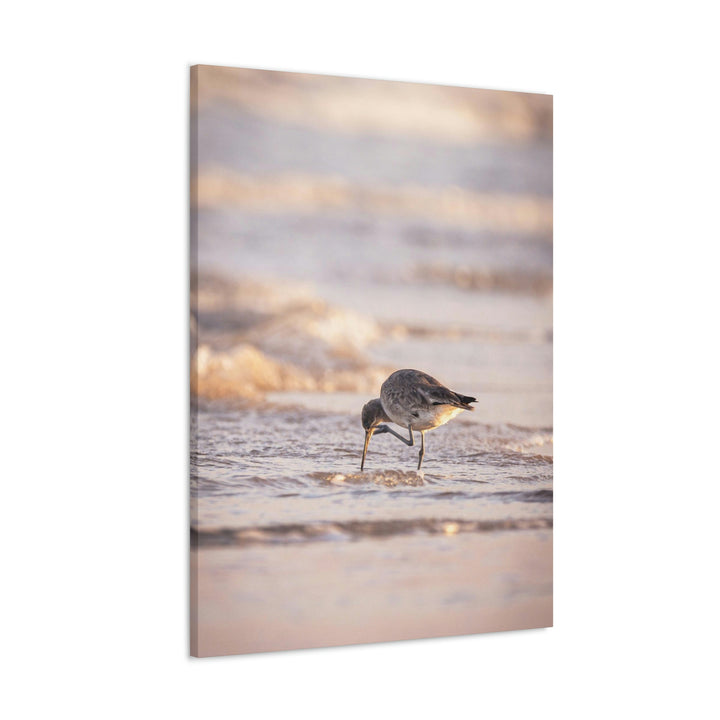 Willet Itch - Canvas