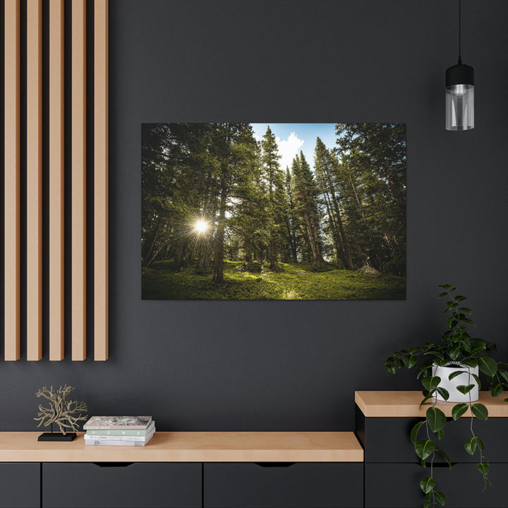 Forest Light - Canvas