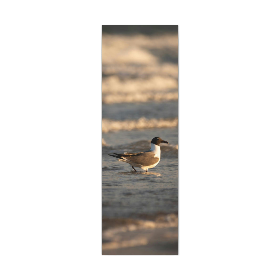 Laughing Gull in the Surf - Canvas