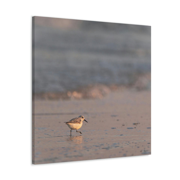 Sanderling in Soft Dusk Light - Canvas