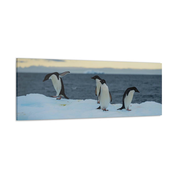 Penguin Dance - Canvas