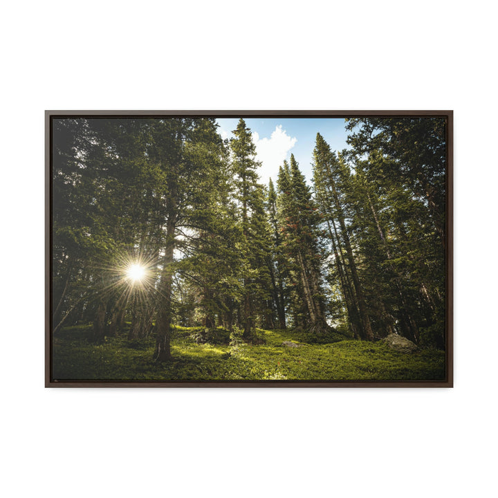 Forest Light - Canvas with Frame