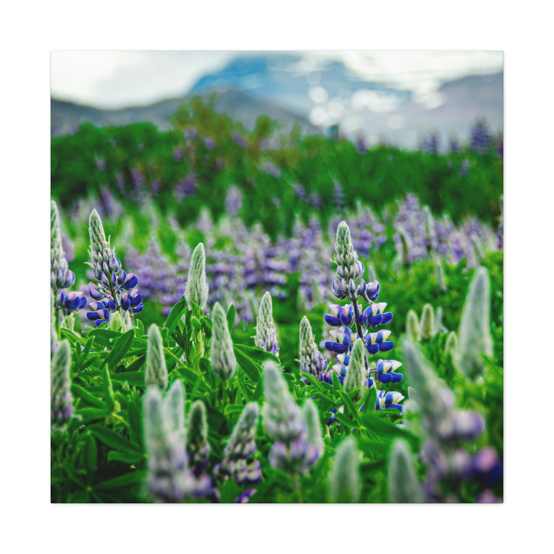 Glowing Lupin with Mountains - Canvas