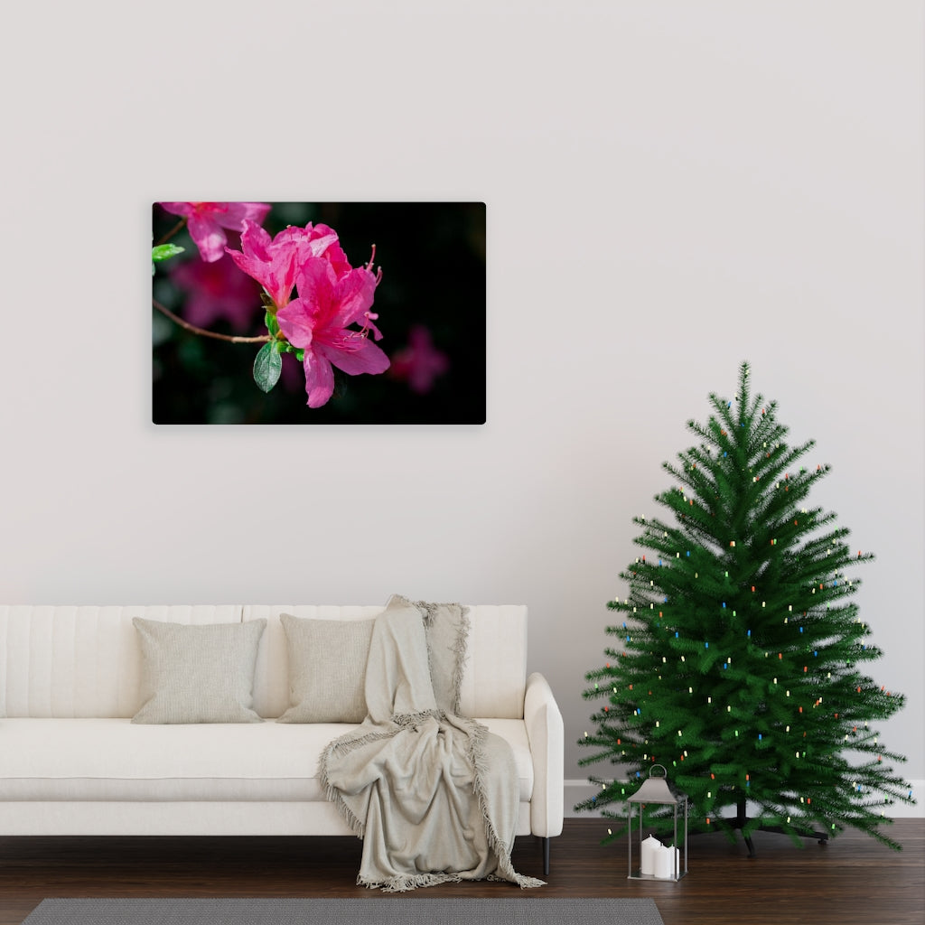 Standout Azalea - Canvas