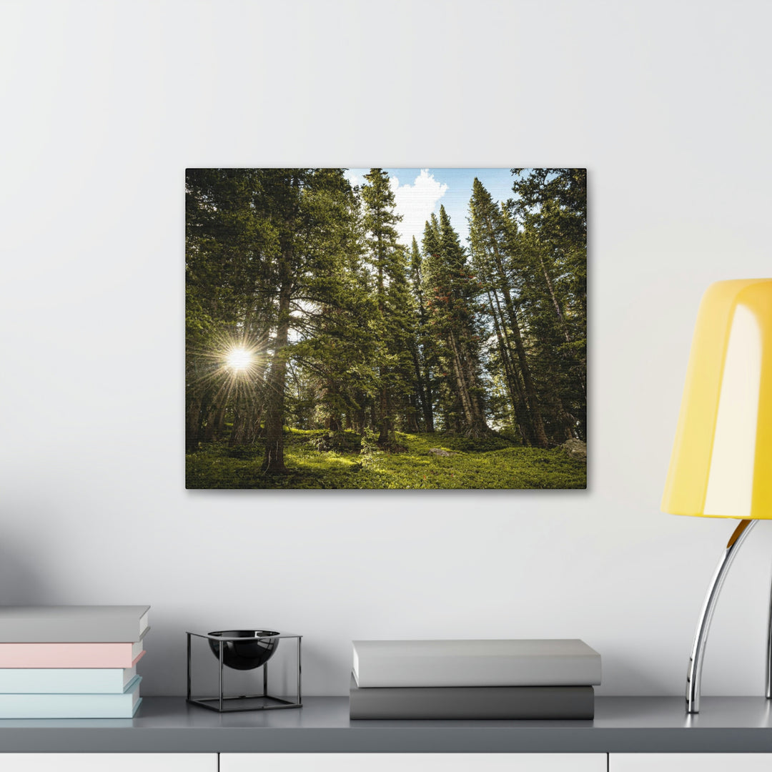 Forest Light - Canvas