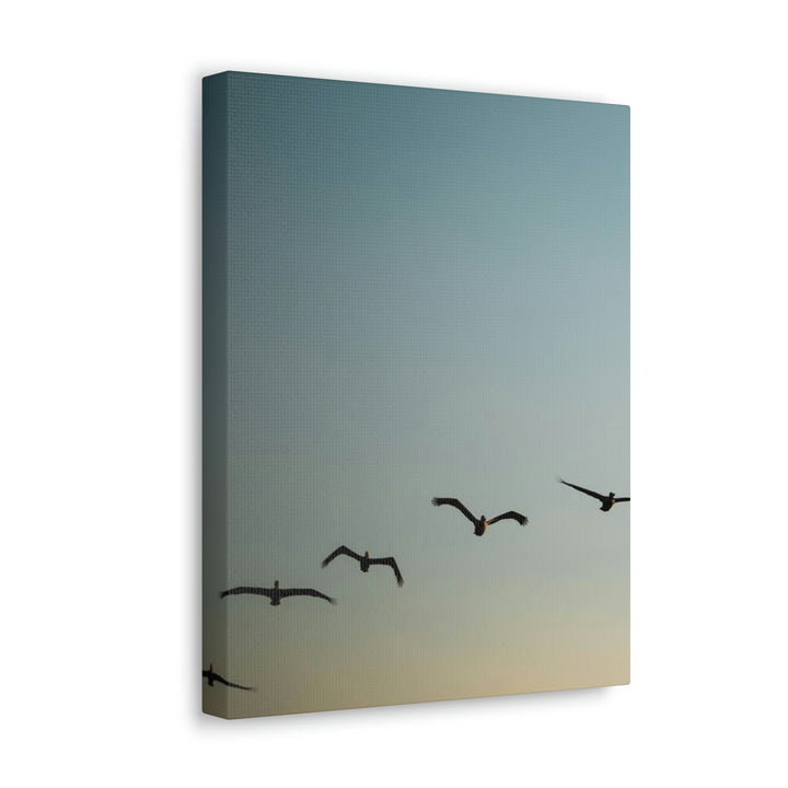 Brown Pelicans in Flight - Canvas