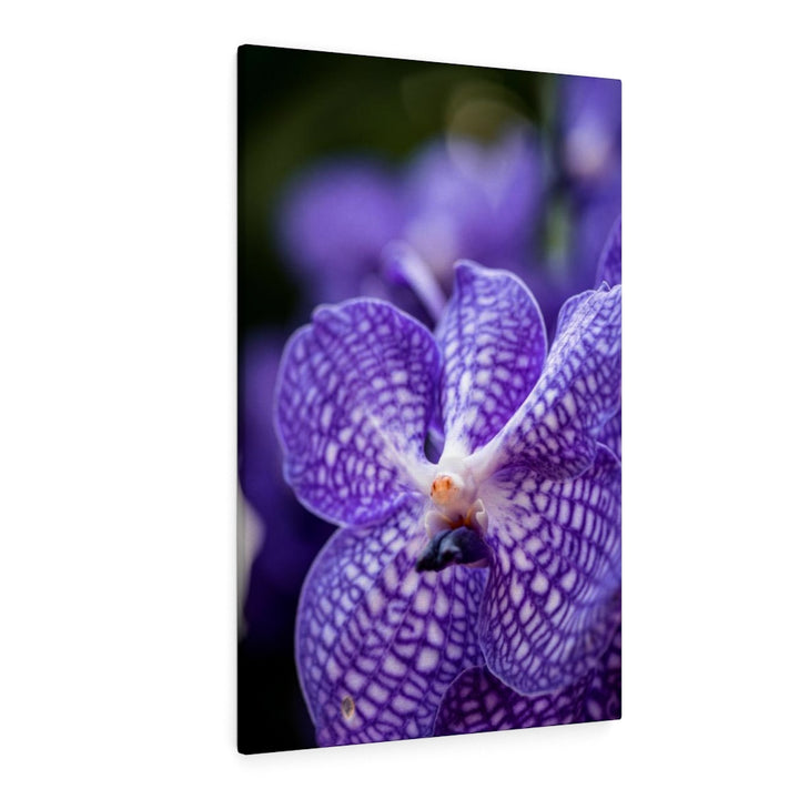 Orchid Detail - Canvas