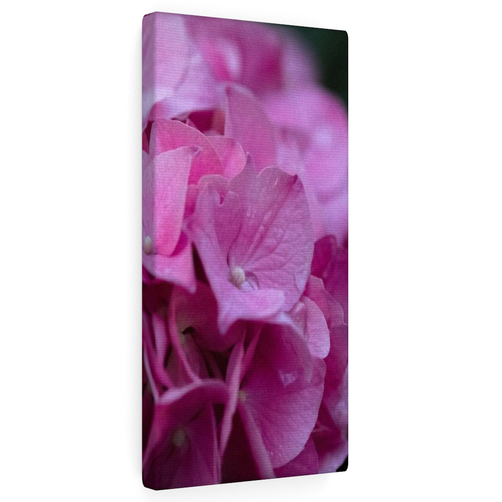 Pink Hydrangea Detail - Canvas