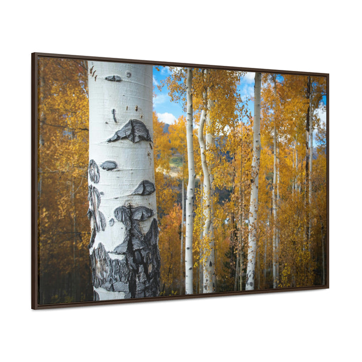 Aspens Changing - Canvas with Frame