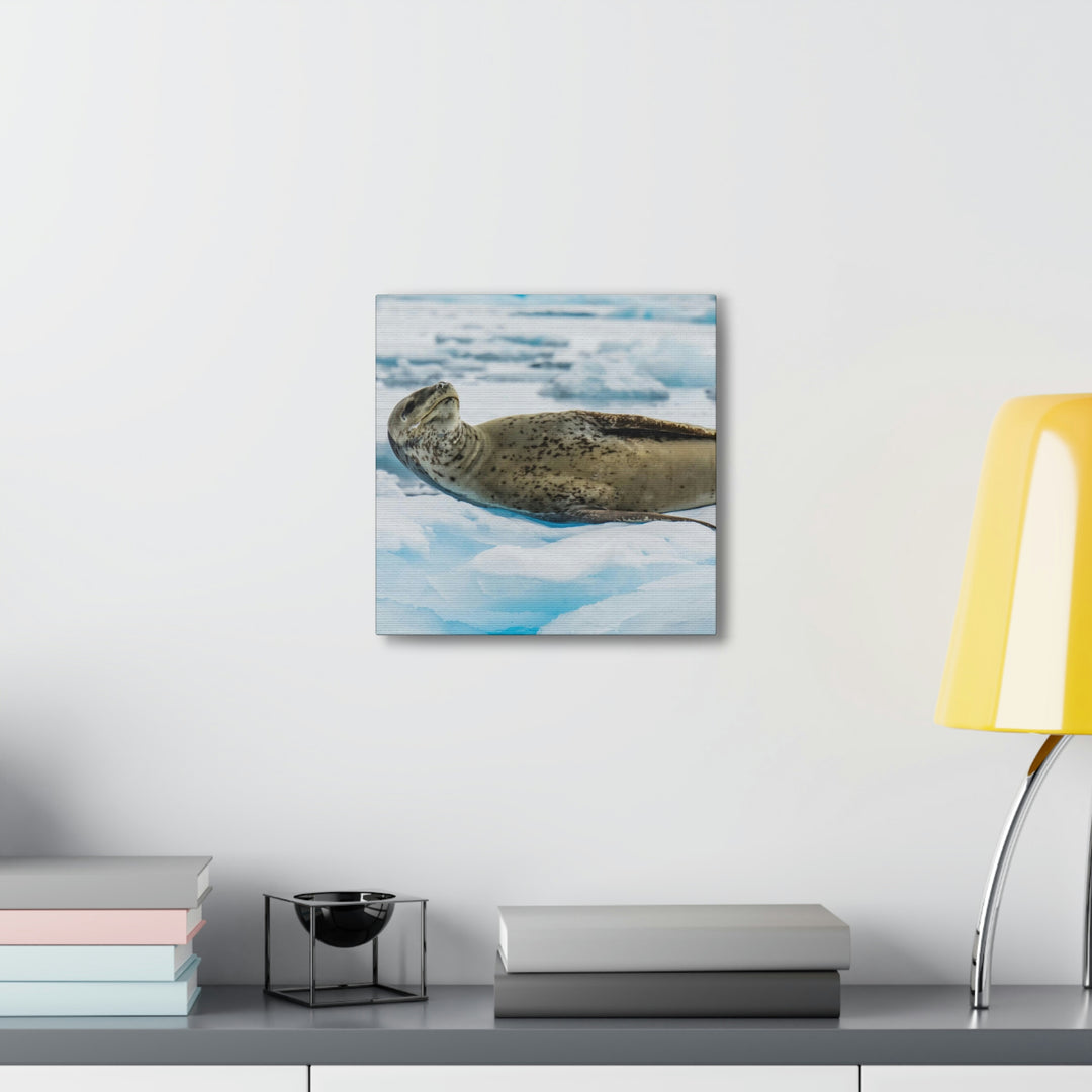 Leopard Seal Relaxing - Canvas