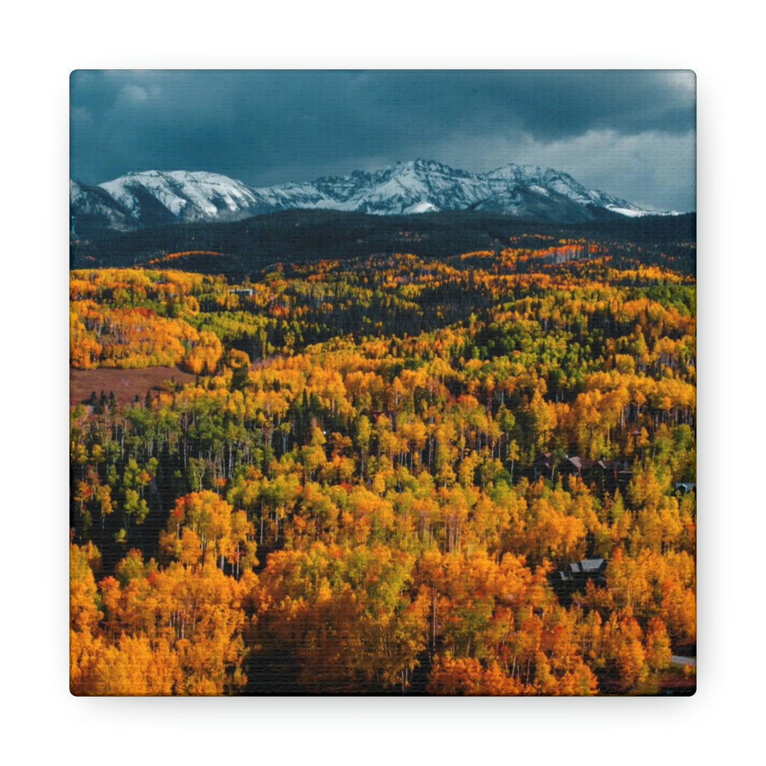 Golds of Autumn - Canvas