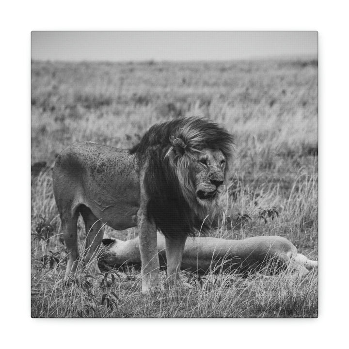 Mating Lions in Black and White - Canvas