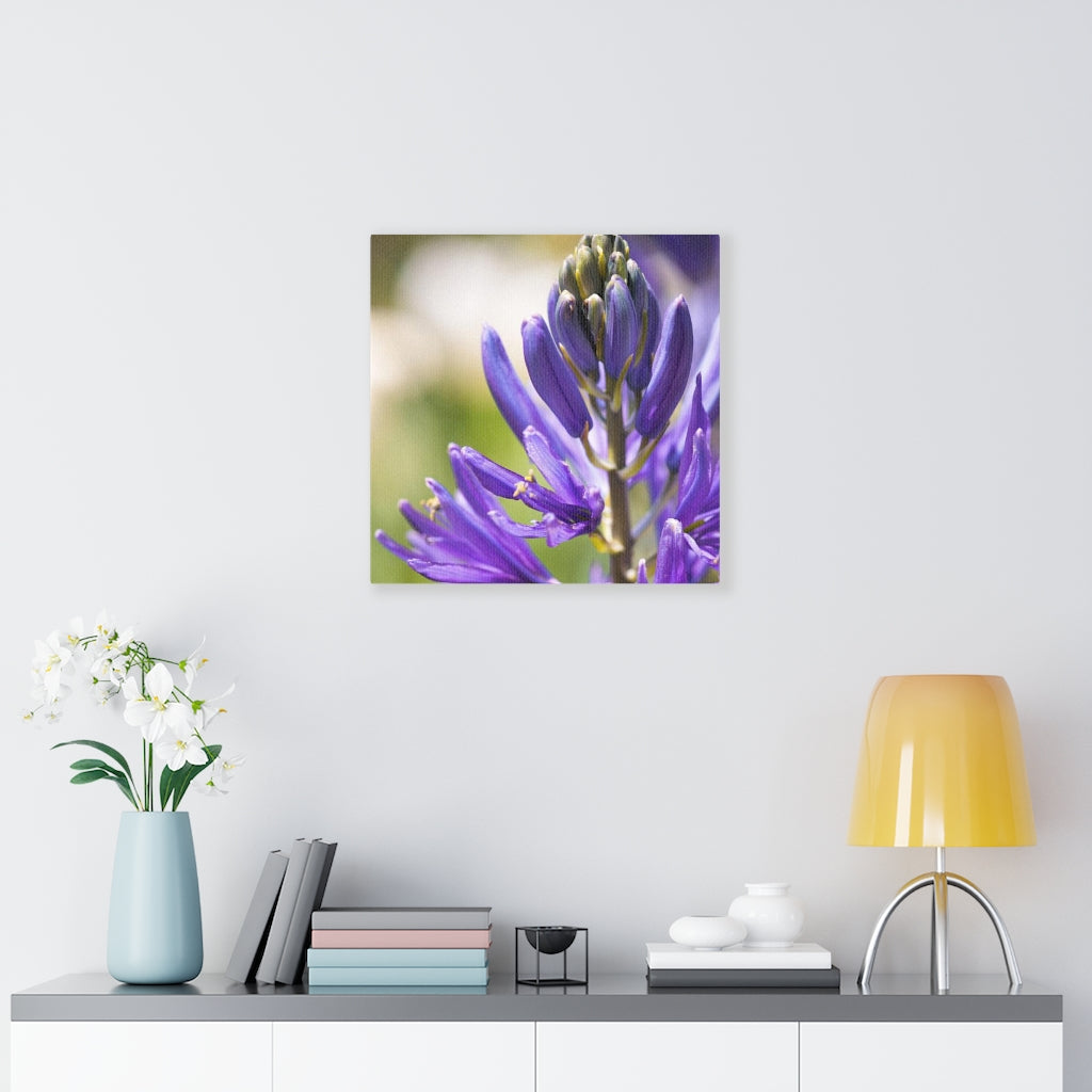 Camas in Bloom - Canvas