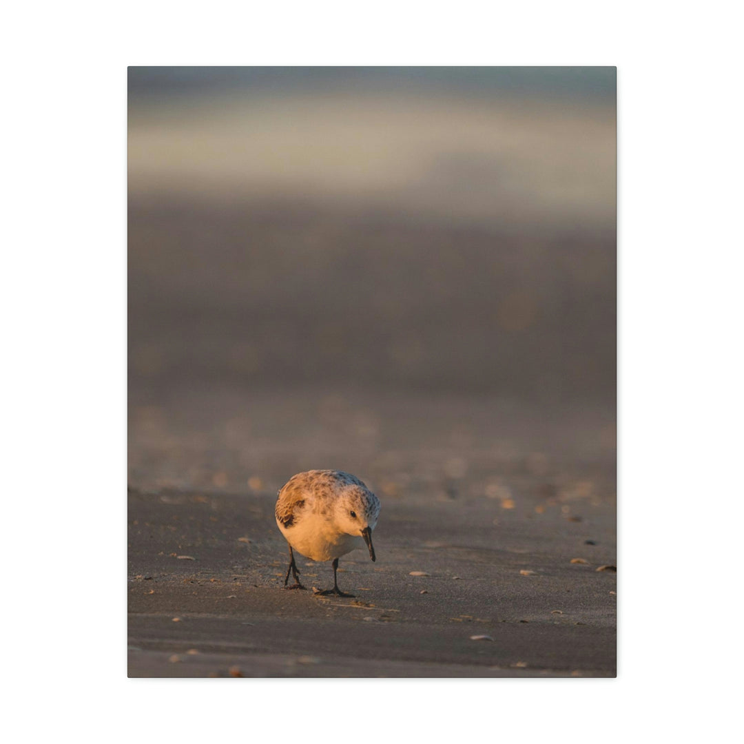 Feeding Sanderling - Canvas