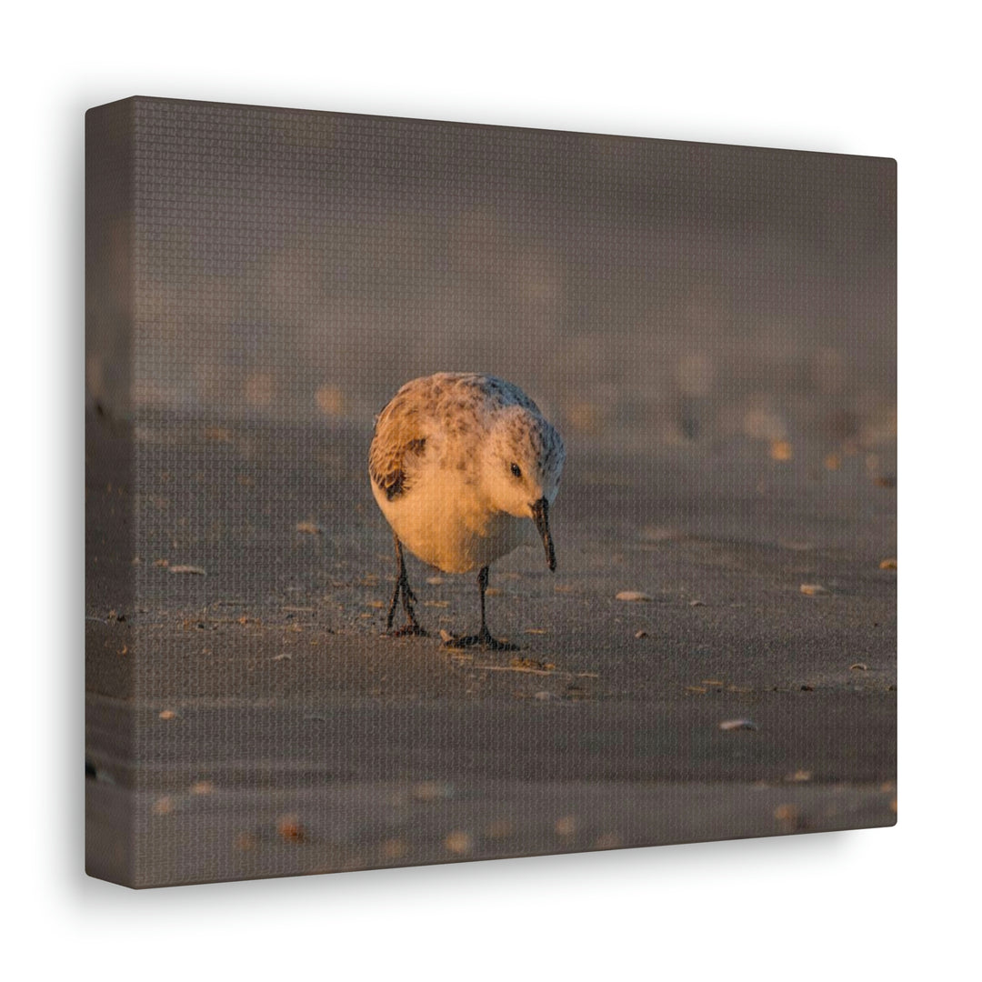 Feeding Sanderling - Canvas