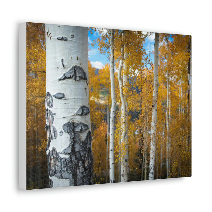 Aspens Changing - Canvas