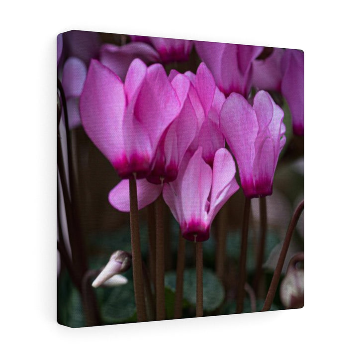 Cyclamen Reach - Canvas