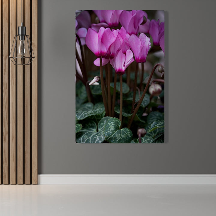 Cyclamen Reach - Canvas