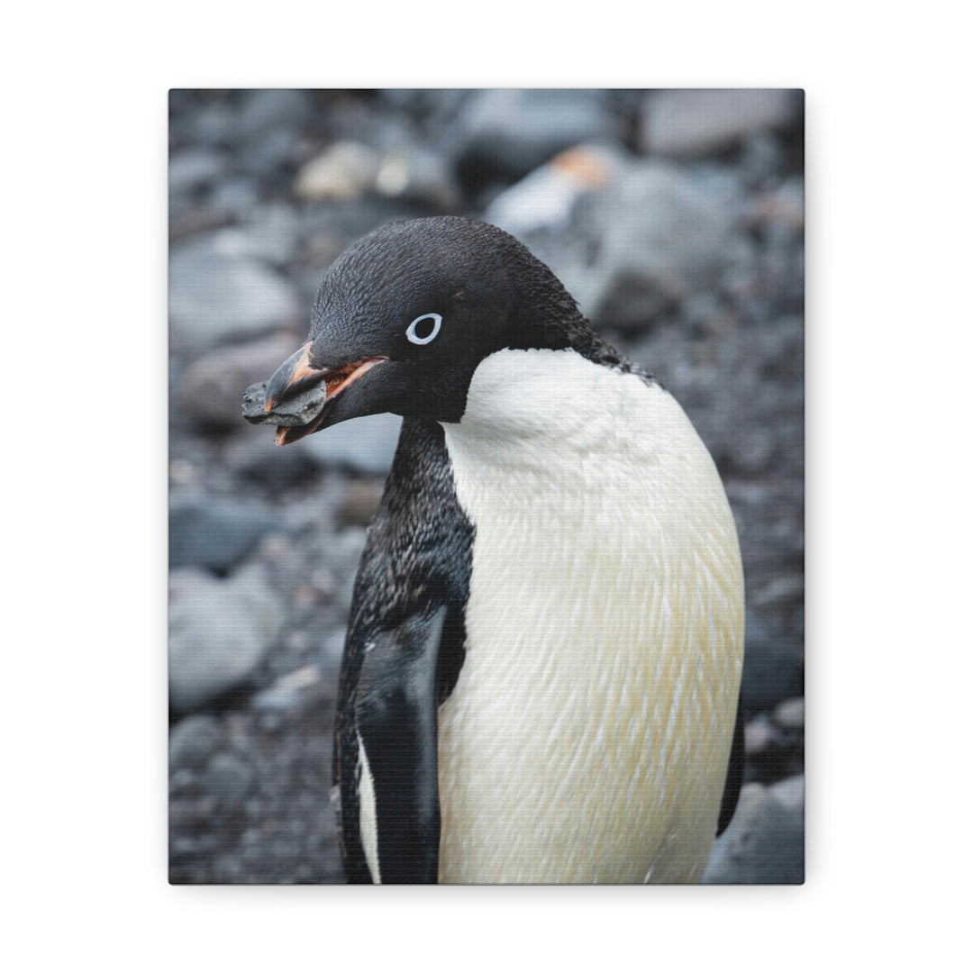 A Penguin's Pebble - Canvas