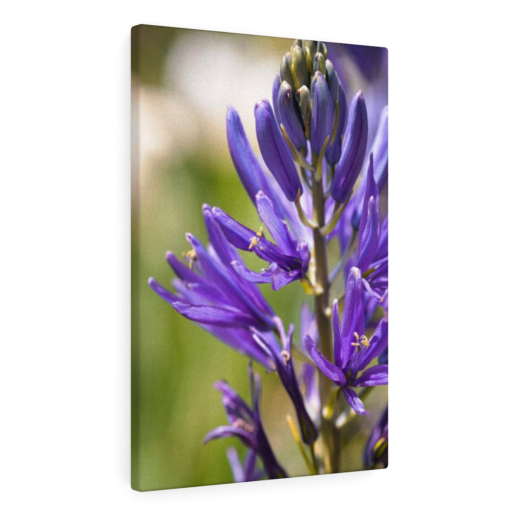 Camas in Bloom - Canvas