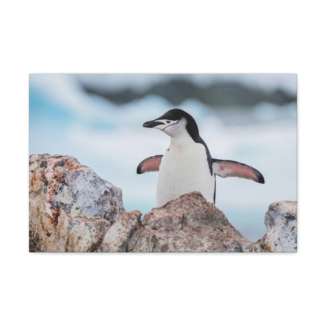 Stretched Penguin - Canvas