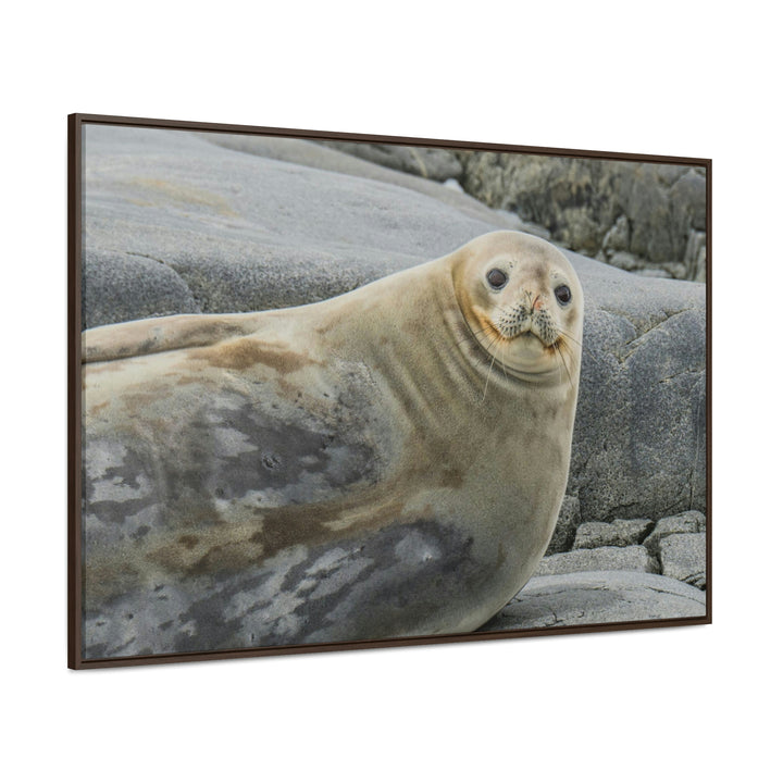 Weddell Smile - Canvas with Frame